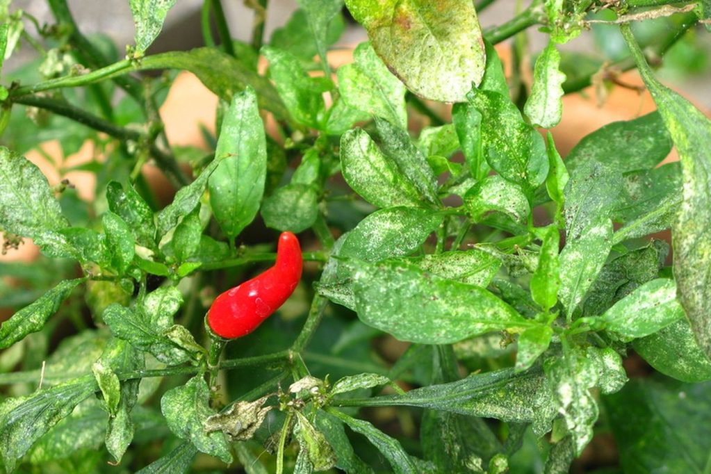 Penyebab Daun Cabai Keriting dan Cara Mengatasinya 9 Cara Mencegah Daun Cabai Keriting