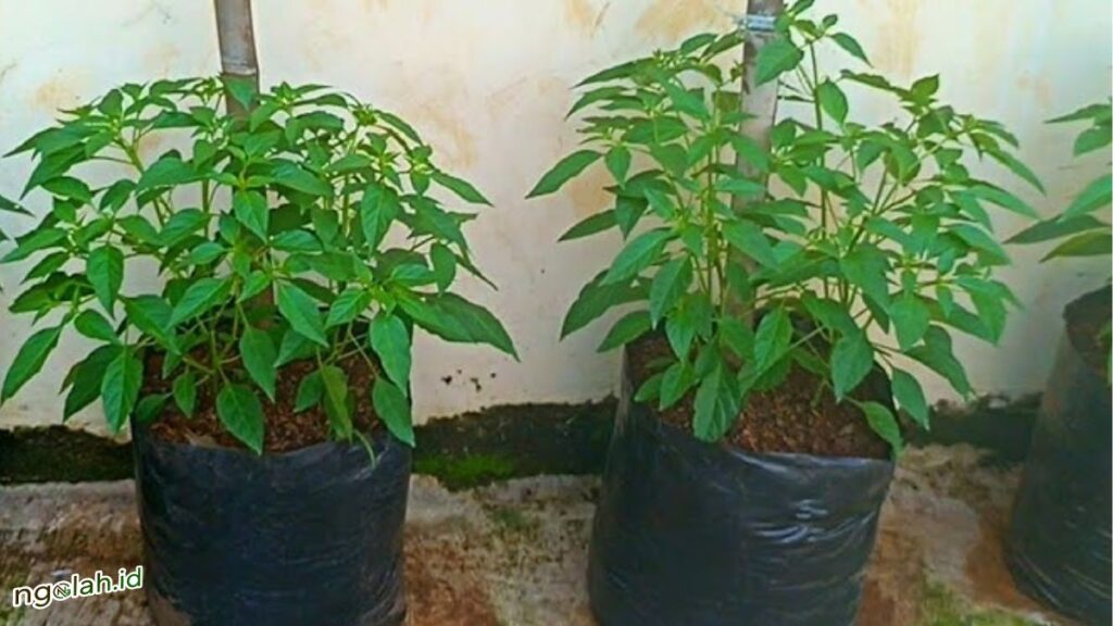 Cara Menanam Cabai di Polybag untuk Pemula agar Tumbuh Subur dan Berbuah 6 8. Pasang Ajir Saat Tanaman Mulai Tinggi