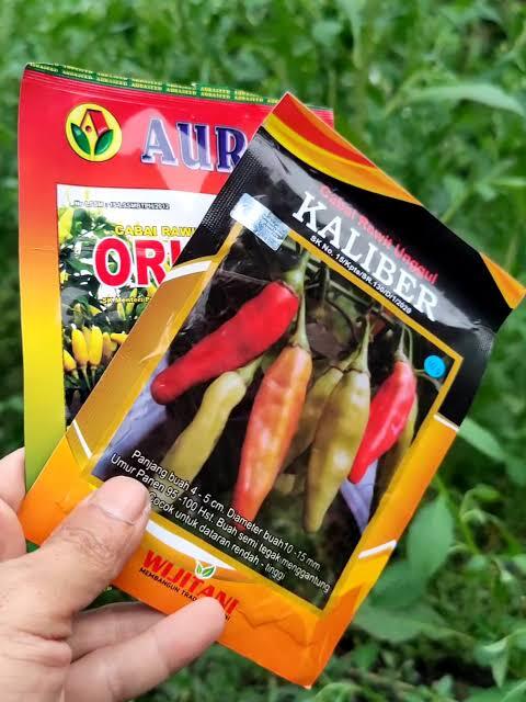 Cara Menanam Cabai di Polybag untuk Pemula agar Tumbuh Subur dan Berbuah 2 Benih Cabai yang Sehat