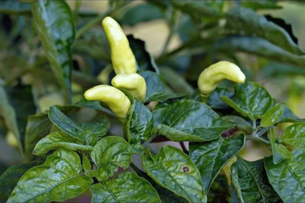 Penyebab Daun Cabai Keriting dan Cara Mengatasinya 8 Cara Membedakan Daun Cabai Keriting karena Hama dan Masalah Perawatan