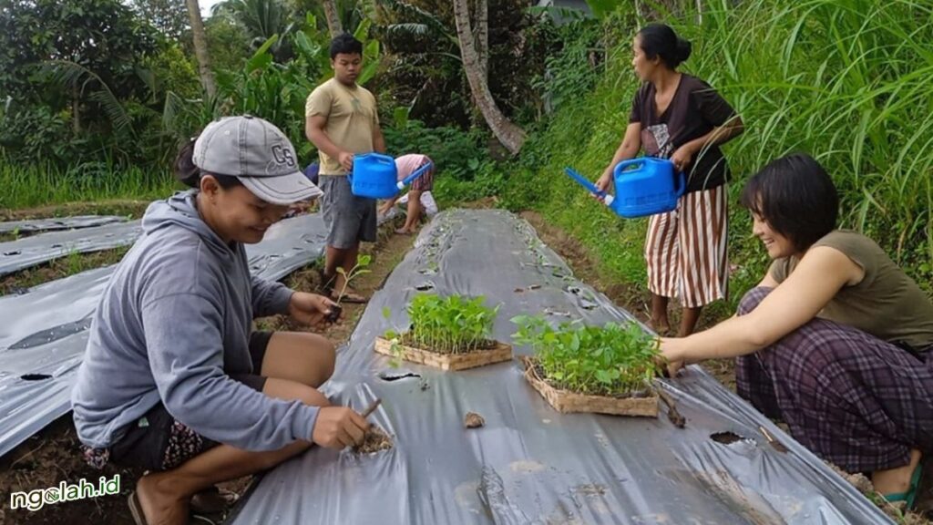 Jangan Salah! ini Dia Jarak Tanam Cabai Rawit di Lahan dan Polybag 4 Ngolah.id - Cara Mengatur Jarak Tanam Cabai Rawit di Lahan