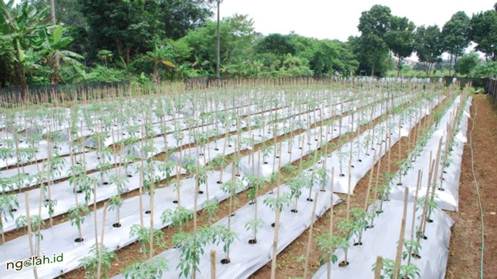 Jangan Salah! ini Dia Jarak Tanam Cabai Rawit di Lahan dan Polybag 2 Jangan Salah! ini Dia Jarak Tanam Cabai Rawit di Lahan dan Polybag