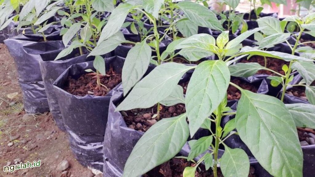 Jangan Salah! ini Dia Jarak Tanam Cabai Rawit di Lahan dan Polybag 3 Jarak Tanam Cabai Rawit di Polybag