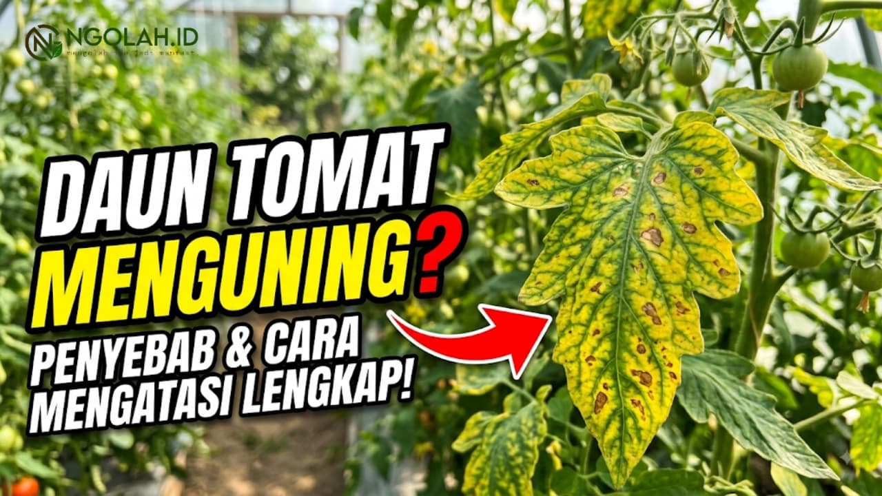 Ngolah.id - Penyebab Daun Tomat Menguning dan Cara Mengatasinya