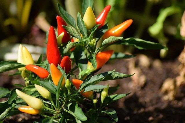 Penyebab Daun Cabai Keriting dan Cara Mengatasinya 5 Tanaman Kekurangan Air