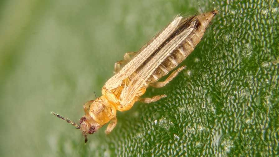 Penyebab Daun Cabai Keriting dan Cara Mengatasinya 3 Thrips Merusak Daun Muda