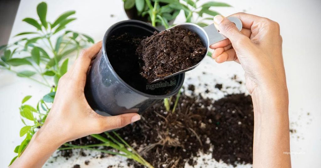 Campuran Media Tanam yang Bagus untuk Tanaman dalam Polybag 2 Bahan yang Dibutuhkan untuk Media Tanam Polybag