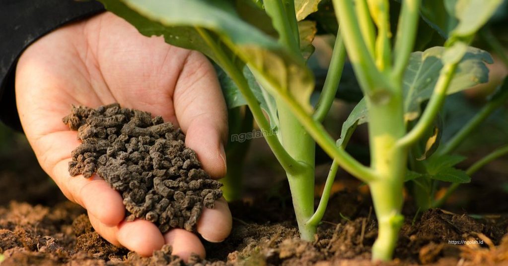 Cara Menggunakan Pupuk Organik pada Tanaman