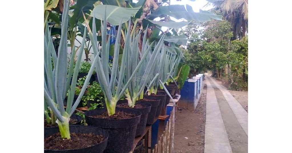 Cara Menanam Daun Bawang di Polybag agar Tumbuh Subur 2 Cara Menanam Daun Bawang di Polybag