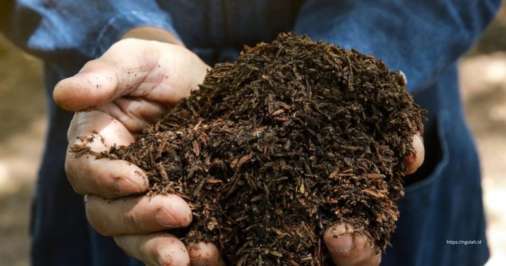 Cara Membuat Kompos dari Daun Kering