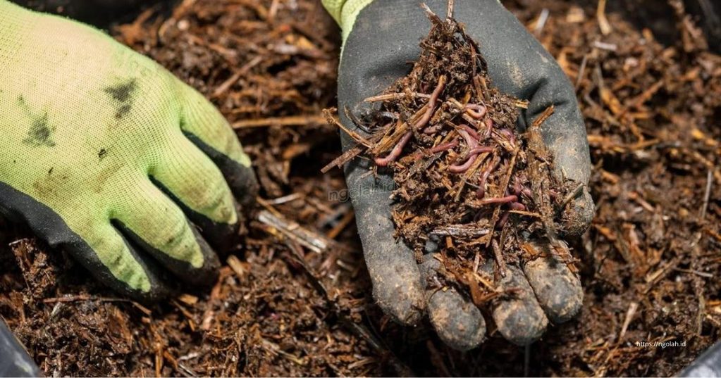 Cara Membuat Kompos dari Daun Kering