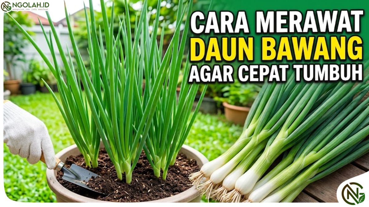 Cara Menanam Daun Bawang di Polybag agar Tumbuh Subur 1 Cara Menanam Daun Bawang di Polybag agar Tumbuh Subur