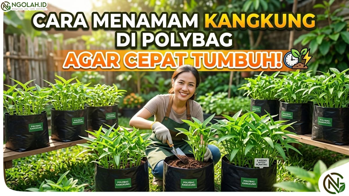 Cara Menanam Kangkung di Polybag agar Cepat Tumbuh 2 Cara Menanam Kangkung di Polybag agar Cepat Tumbuh