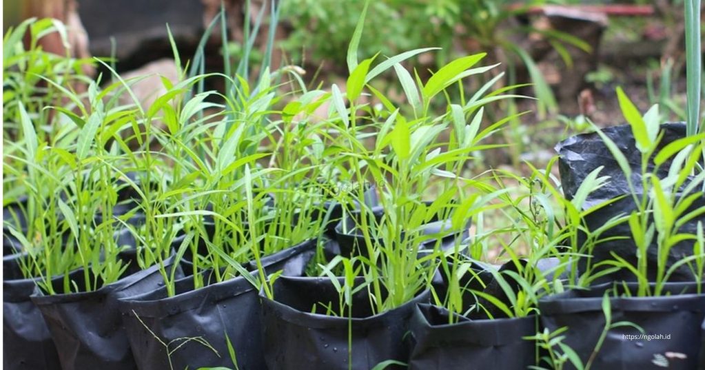 Cara Menanam Kangkung di Polybag agar Cepat Tumbuh 2 Cara Menanam Kangkung di Polybag