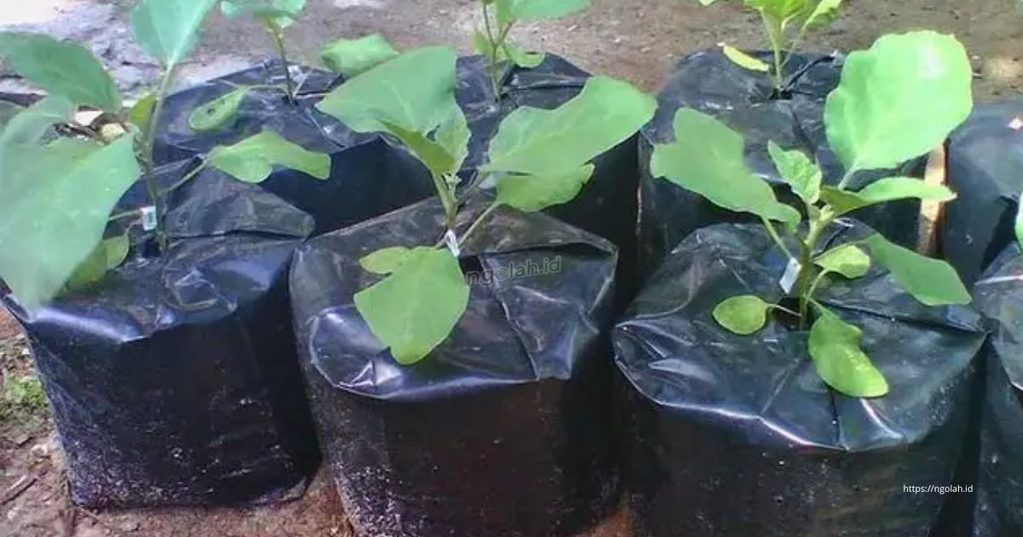Cara Menanam Terong di Polybag