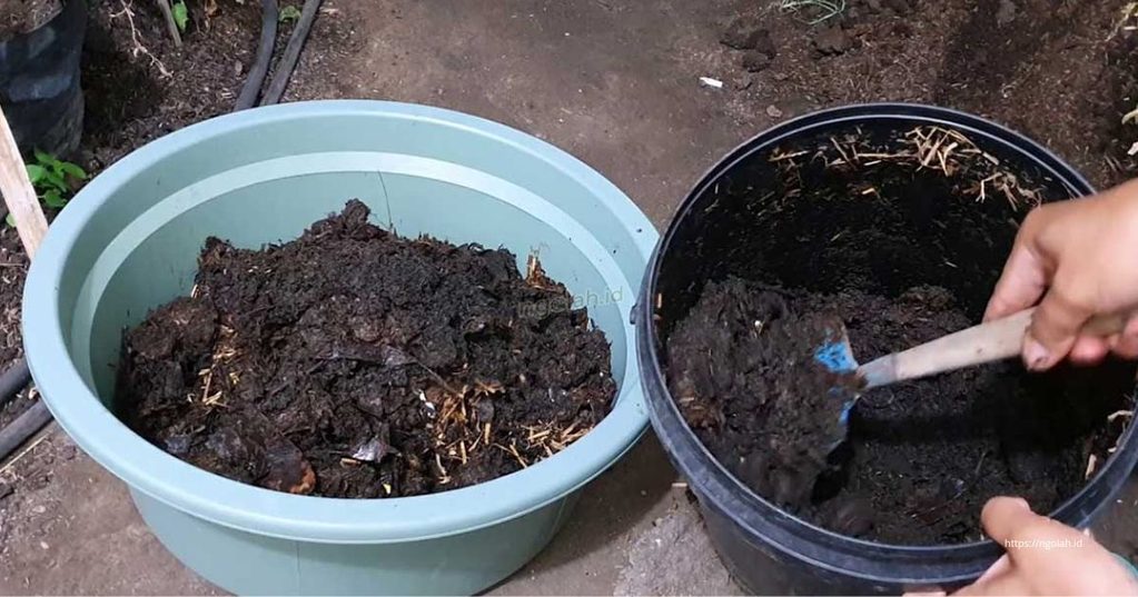 Cara Menanam Terong di Polybag untuk Pemula