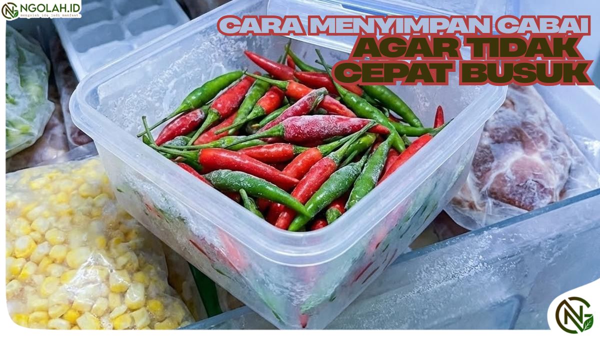 Cara Menyimpan Cabai agar Tidak Cepat Busuk