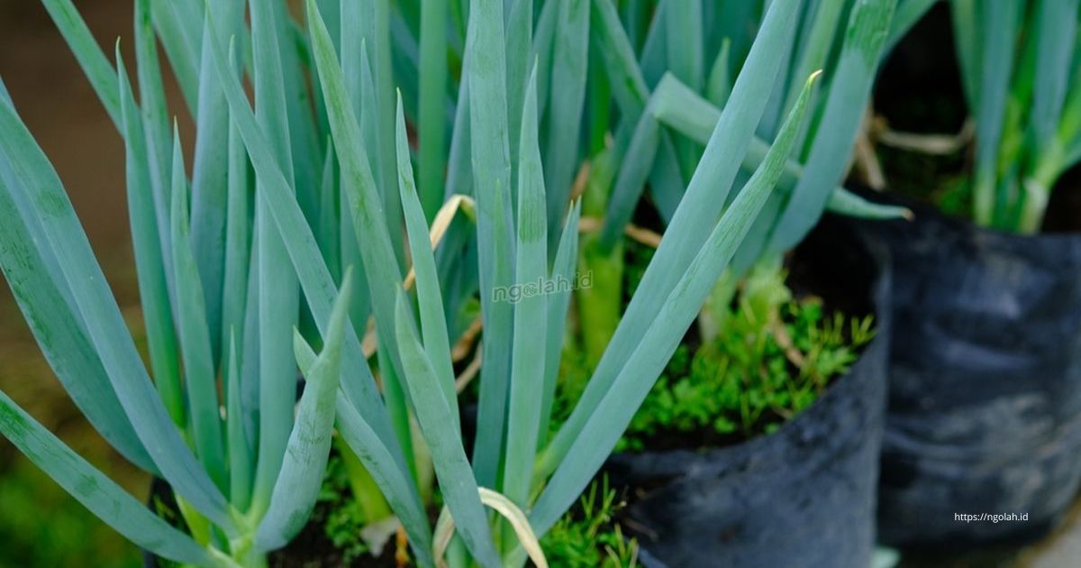 Cara Menanam Daun Bawang di Polybag agar Tumbuh Subur 3 Ngolah.id - Cara Merawat Daun Bawang agar Cepat Tumbuh 2